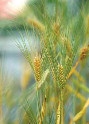 綠色田野中的豐饒 玉米與自然農業的交融