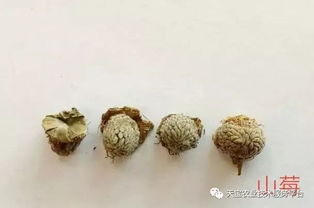 覆盆子的真偽鑒別 快看看你的品種是否正宗
