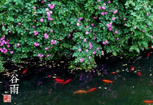 2019年濟(jì)南二十四節(jié)氣與谷類作物回顧