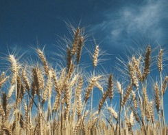 2009年俄羅斯谷物進(jìn)口額飆升65% 禾本科雜草成農(nóng)業(yè)隱憂